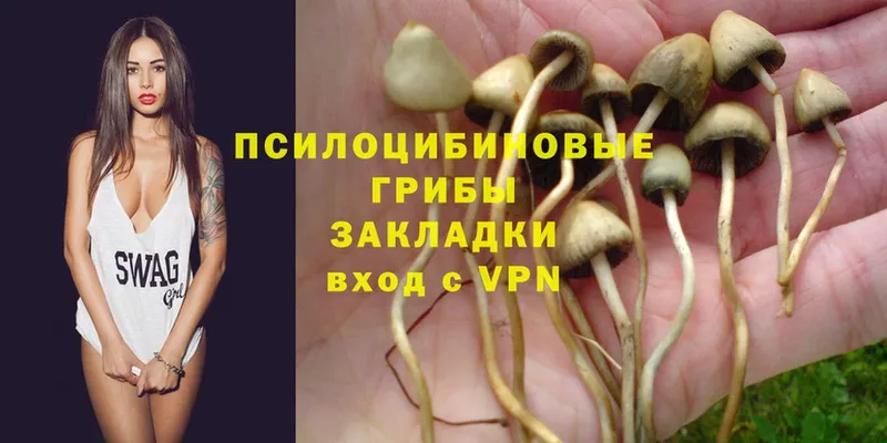 Псилоцибиновые грибы Psilocybe  Качканар 